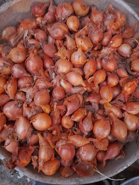 Цибулька кущівка на підзимову посадку