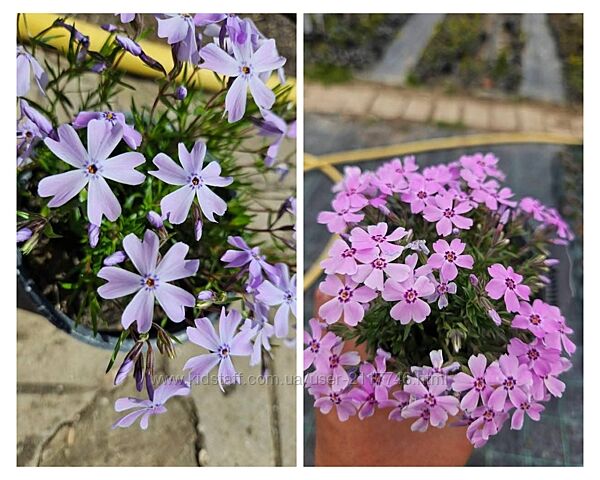 Саженцы многолетних цветов саджанці квітів ромашка