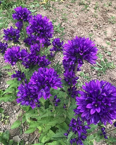 Саджанці квітів саженцы примула вероникагвоздика рудбекия