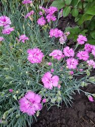 Саженцы цветов тысячелистник ясколка ромашка