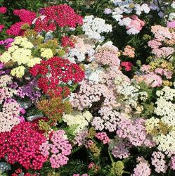 Гвоздика астра астильба колокольчик маргаритка