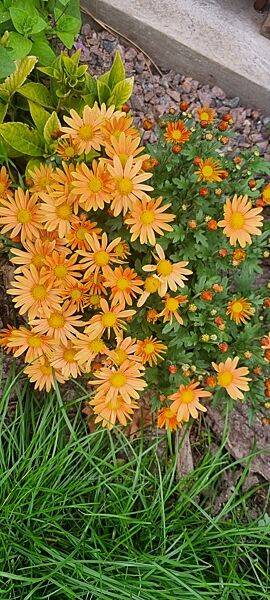 Хризантемы саженцы