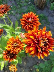 Саджанці рудбекії махрової вероніки ромашка дзвоник