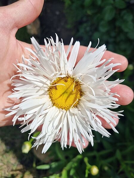 Саженцы цветов многолетних