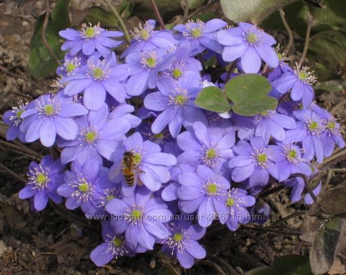Печеночница - раннецветущий многолетник
