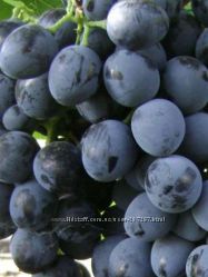 Саженцы винограда  сорта для северного виноградарства 