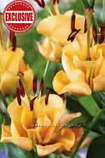 Садовые цветы. Многолетние растения. Свои излишки