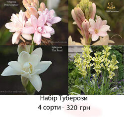 Тубероза. 4 сорти набір