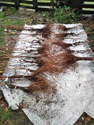 Саджанці винограда