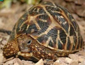 Черепаха звездчатая , сухопутная черепаха Geochelone elegans