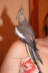 Продам ручного попугая корелла, птенцы разного окраса и масти
