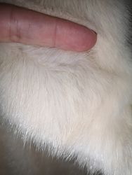 #4